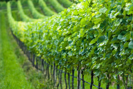 Les vins et crémants luxembourgeois sont mondialement connus pour leur qualité. (Photo: Licence C.C.)