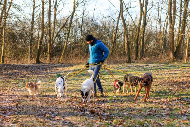 Dogwalker – La société qui propose de promener les chiens emploie 13 personnes. (Photo: Matic Zorman)