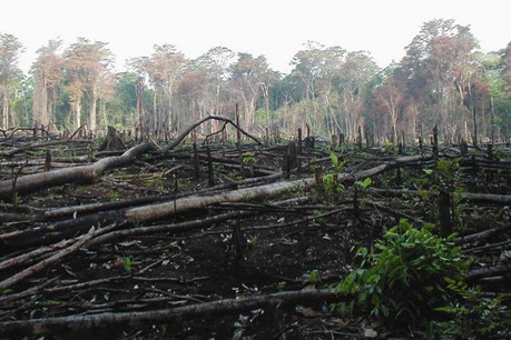 La surexploitation des forêts par l’Homme a contribué au réchauffement climatique. Il faut désormais réparer. (Photo: Licence C. C.)