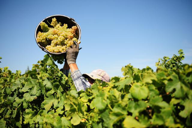 Un code couleur sur les images satellites variant du vert au mauve indique la vigueur des ceps, une information capitale pour la qualité du vin. (Photo: Fotolia / Lafoudre)