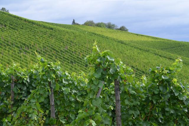 Le vignoble luxembourgeois concerne aujourd’hui 1.295 hectares de vignes répartis en 326 exploitations. (Photo: Paperjam.lu / archives)