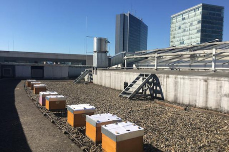 En sachant que les abeilles butinent dans un rayon de 600m à 3km de leur ruche, le Kirchberg se prête très bien à la production de miel grâce à sa «végétation intéressante, avec du colza et des poiriers sauvages, notamment», précise Hugo Zeler. (Photo: explorator.lu)