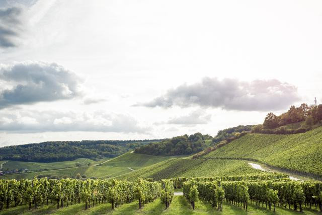 Le vignoble de la Moselle luxembourgeoise connaît des terroirs différents que l'AOP va valoriser. (Photo: Mike Zenari / archives)