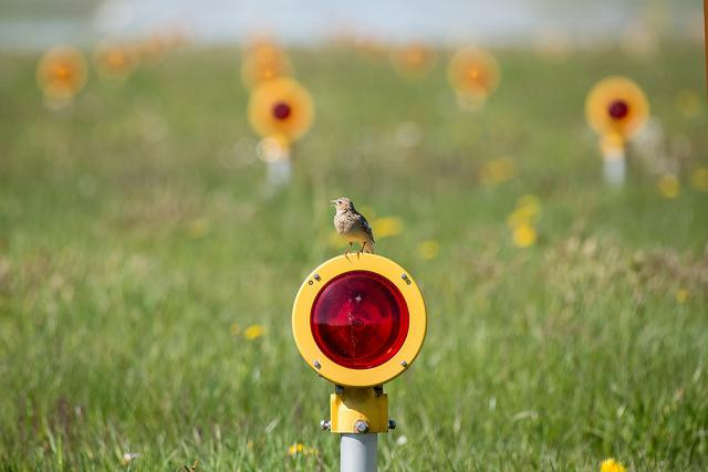 Parmi les mesures mises en place pour l’obtention de la certification ISO 14001 figure la protection de la faune et de la flore présentes au Findel.  (Photo: ANA)