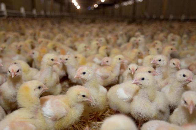 Le projet qui fait débat à Reckange-sur-Mess concerne l’élevage industriel de 13.000 poulets, destinés notamment aux supermarchés Cactus. (Photo: DR)