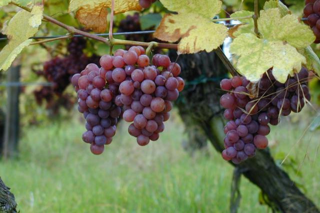 Ce week-end, découvrez les vins et crémants de la région. Photo: Licence CC)