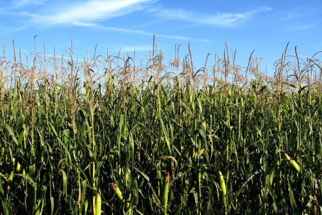 L'affaire portée devant les juridictions concerne le remboursement de subventions agricoles entre 2005 et 2012. (Photo: agriavis.com)