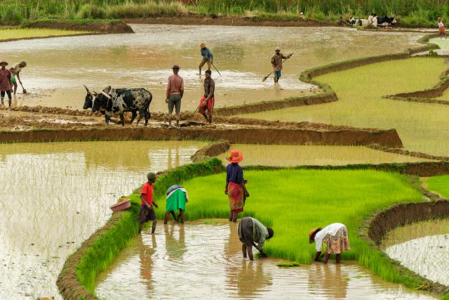 Le Fonds d’investissement pour l’entrepreneuriat agricole vise à fournir aux agriculteurs dans les milieux ruraux défavorisés les financements dont ils auront besoin. (Photo: Shutterstock)