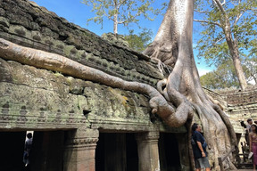 Nature reclaiming Ta Phrom temple, one of the many sites in the Angkor area outside of Siem Reap. Photos: Cordula Schnuer