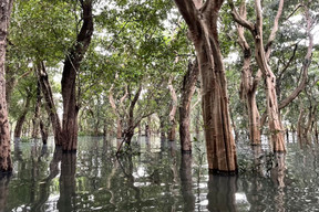 Mangrove forests at Tonlé Sap. During dry season, the water is as shallow a 1m but rises to up to 14m during rainy season. Photo: Cordula Schnuer