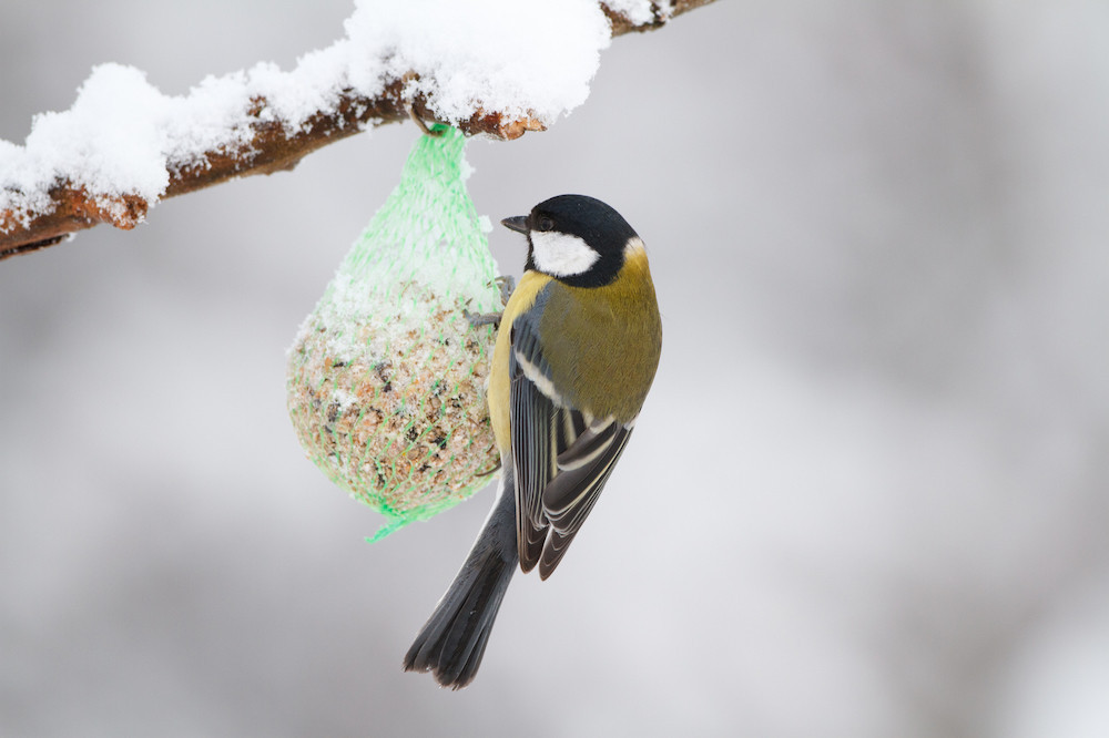 Pour nourrir les oiseaux en hiver, il est possible de composer ses propres mélanges ou d’acheter des mélanges adaptés, rappelle Natur&Ëmwelt. (Photo: Shutterstock)