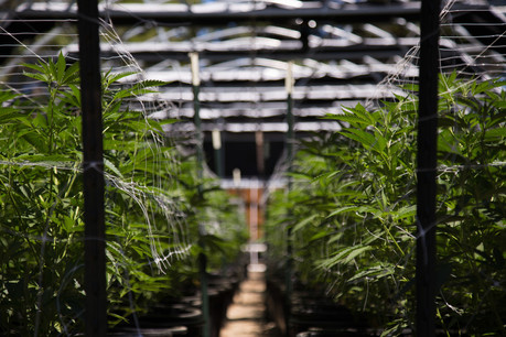 Bhang a signé un accord de trois ans avec le distributeur de Barcelone CHK Solutions pour fournir cinq pays européens, dont le Luxembourg. (Photo: Shutterstock)