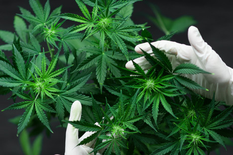 La commande d’environ 30kg de cannabis médicinal est divisée en deux produits: 28,5 kilos de cannabis avec 18% de THC et moins de 1% de CBD, et 2,25 kilos de cannabis avec un taux de 10% de THC et 10% de CBD. (Photo: Shutterstock)