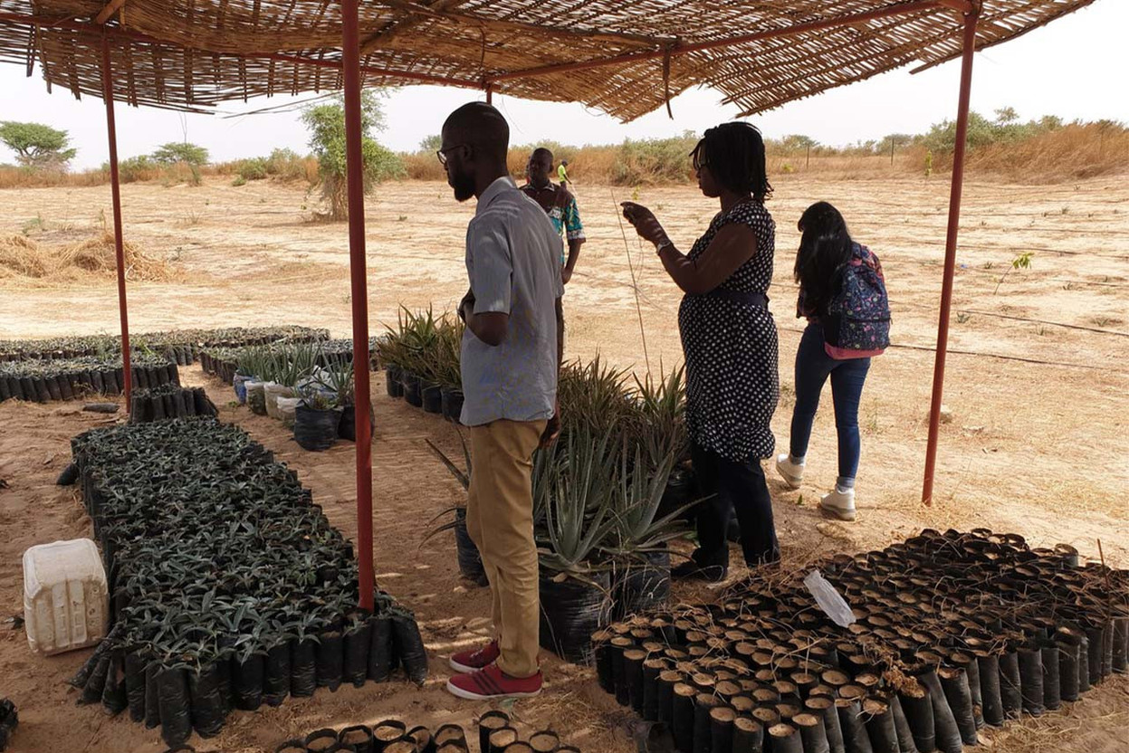 Plantes succulentes cultivées au Sénégal pour produire du fil végétal. (Photo: Link 2 Business World)