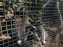 Il est interdit de nourrir les ratons laveurs, même s’ils s’approchent volontiers lorsqu’ils voient arriver le soigneur. ((Photo: Paperjam.lu))