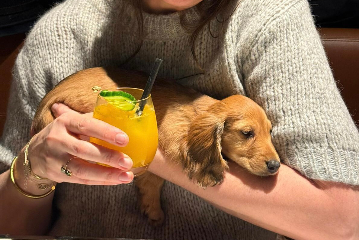 The SixSeven may be a posh place, but like many other venues across the country, dogs are welcome here. (Photo: Florence Henry)
