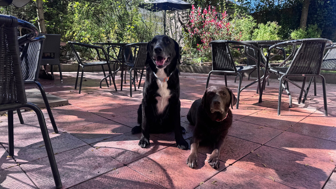  Indoors and outdoors – dogs are welcome and well looked after.  (Photo: Café Villa)