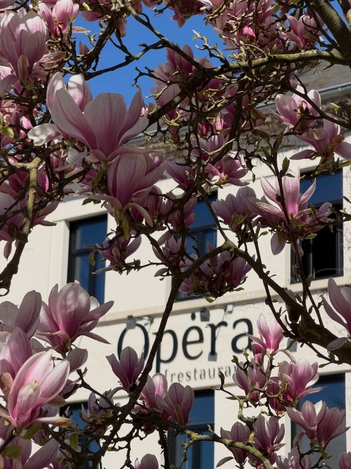  A place well known to foodies and animal lovers.  (Photo: Restaurant L’Opéra)