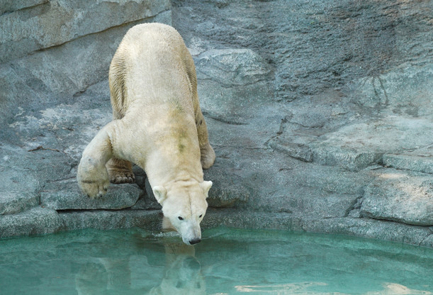 Cela faisait deux ans que le Zoo d’Amnéville ne comptait plus d’ours polaires, deux spécimens y sont désormais installés. (Photo: Zoo d’Amnéville)