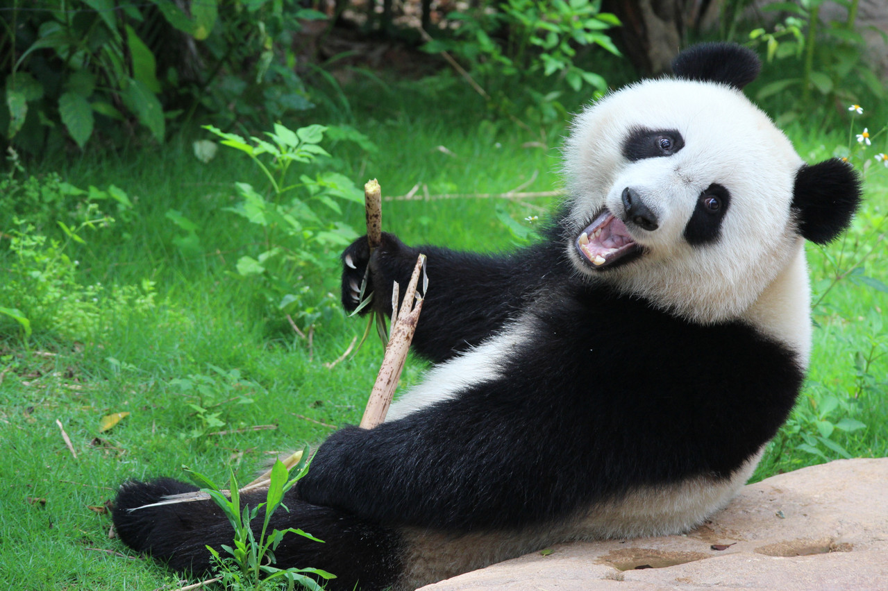 Le groupe «Panda» a beau avoir été détecté il y a longtemps, il ne fait pas beaucoup d’efforts pour se cacher. Mais continue de profiter des failles de différentes applications pour gagner de l’argent. (Photo: Shutterstock)