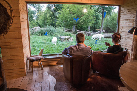 Mieux que la télévision, la vie des loups en direct.  (Photo: Morgane Bricard)