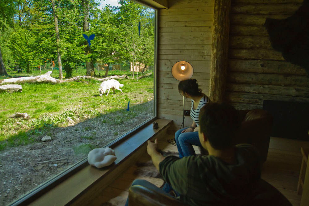  Sur la terrasse, seule une vitre sépare votre chambre des loups.  (Photo: Morgane Bricard)
