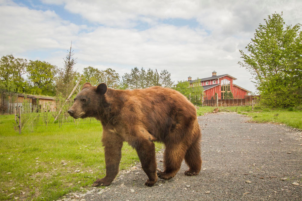 Les ours vivent à proximité des habitations.  (Photo: Morgane Bricard)