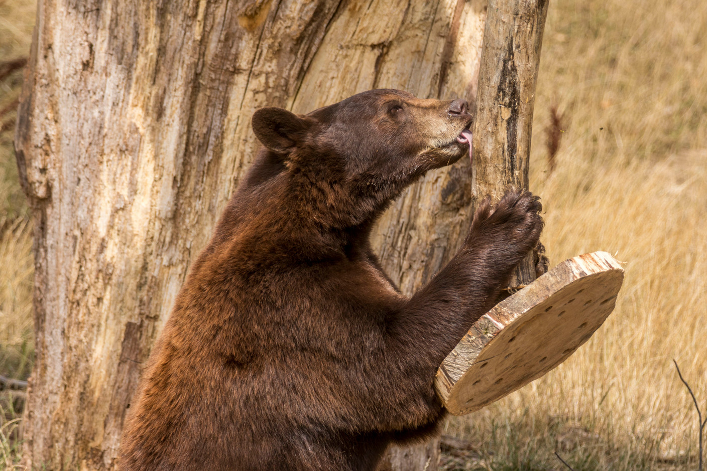 L’ours est fort présent.  (Photo: Morgane Bricard)