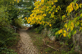 Les visiteurs peuvent aussi se glisser dans la forêt sur des chemins dont le pavage laisse la nature reprendre ses droits. ((Photo: Matic Zorman / Maison Moderne))