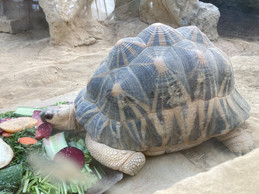 Une tortue dans la maison tropicale Mahajanga. (Photo: Mike Zenari/Archives)