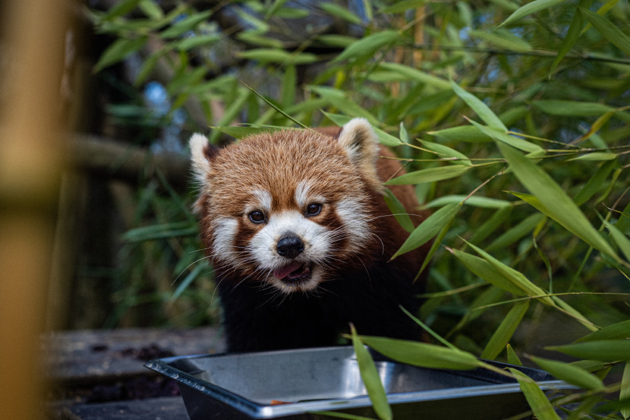 Originaires de l’Himalaya, les pandas roux vivent dans l’espace des animaux d’Asie et d’Europe. L’année dernière, les premiers bébés pandas sont nés dans le parc. Photo: Mike Zenari/Archives)