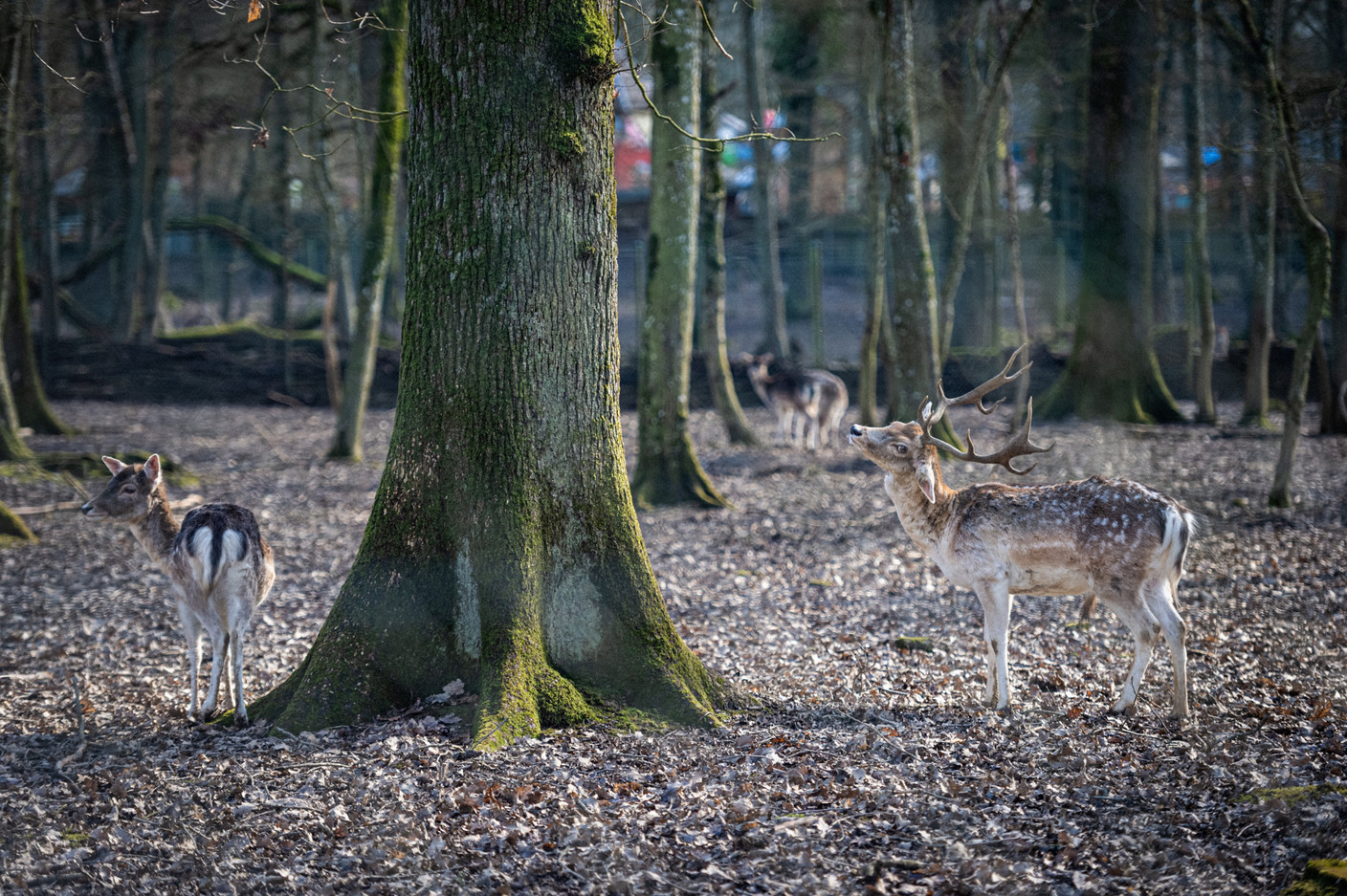 Des cervidés dans le secteur des animaux d’Asie et d’Europe. (Photo: Mike Zenari/Archives)