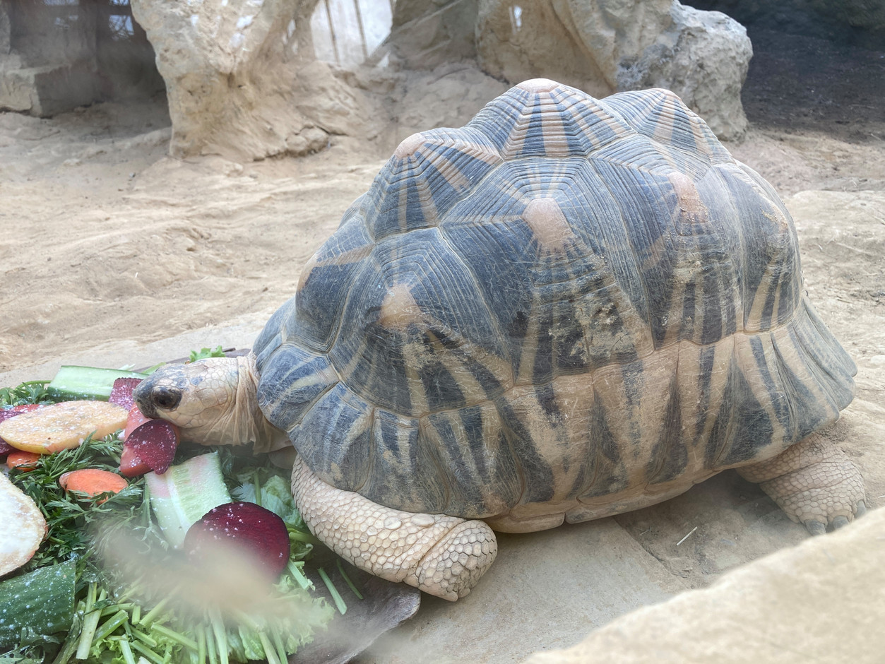 Une tortue dans la maison tropicale Mahajanga. (Photo: Mike Zenari/Archives)