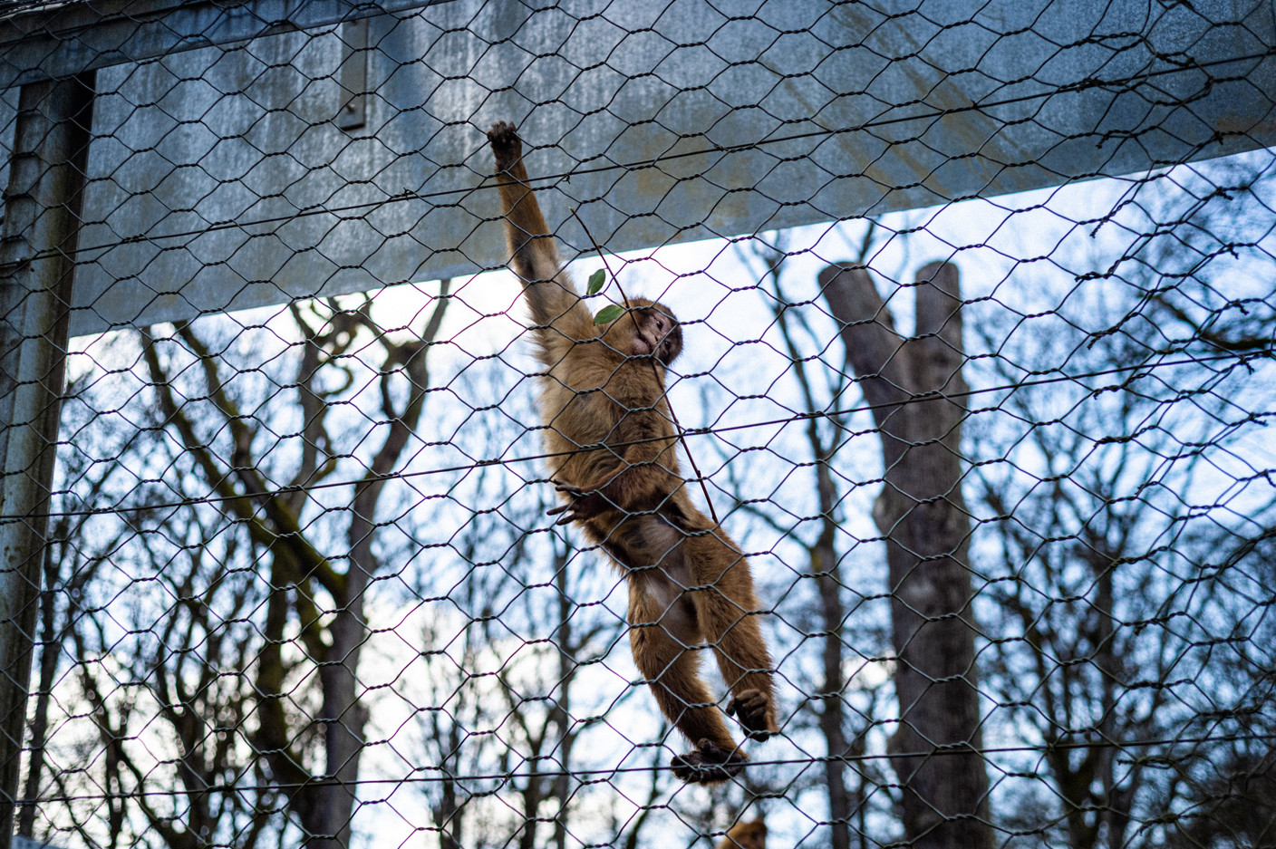 Les singes du secteur animaux d'Afrique. (Photo: Mike Zenari/Archives)