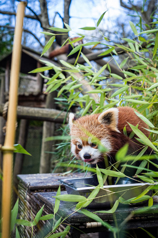 Le panda roux. (Photo: Mike Zenari/Archives)