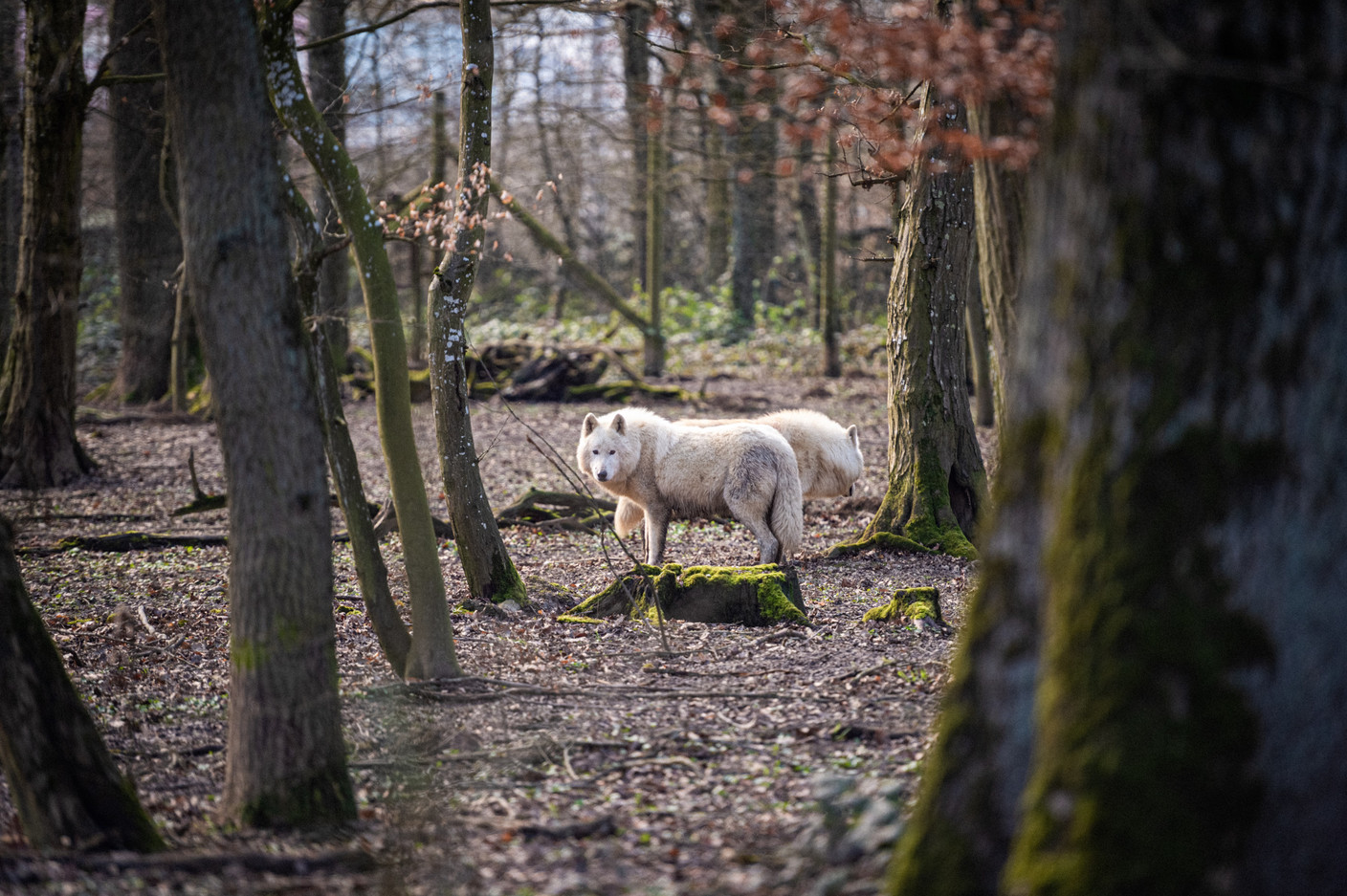 Le domaine des loups. (Photo: Mike Zenari/Archives)