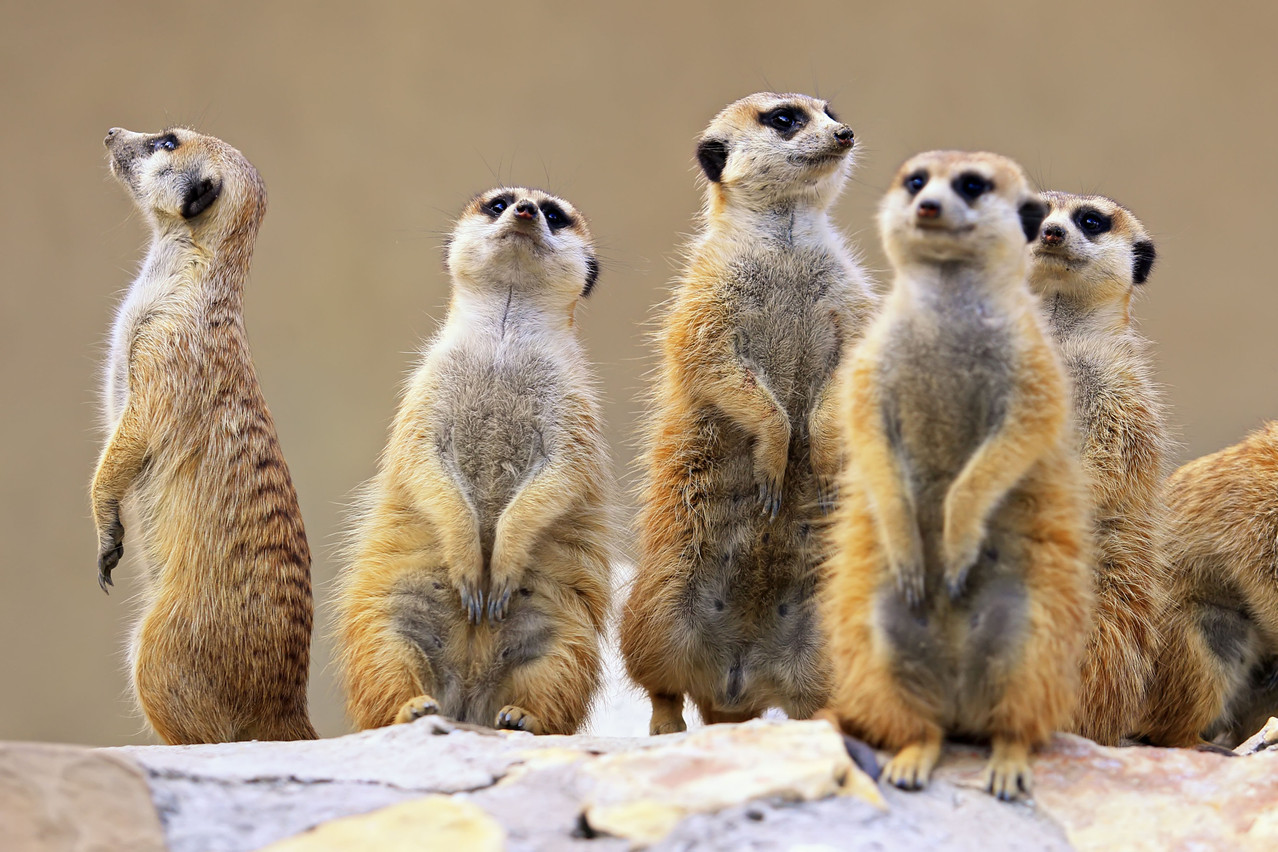 Les suricates figurent parmi les 200 espèces d’animaux hébergées au sein du Parc Merveilleux. (Photo: Shutterstock)