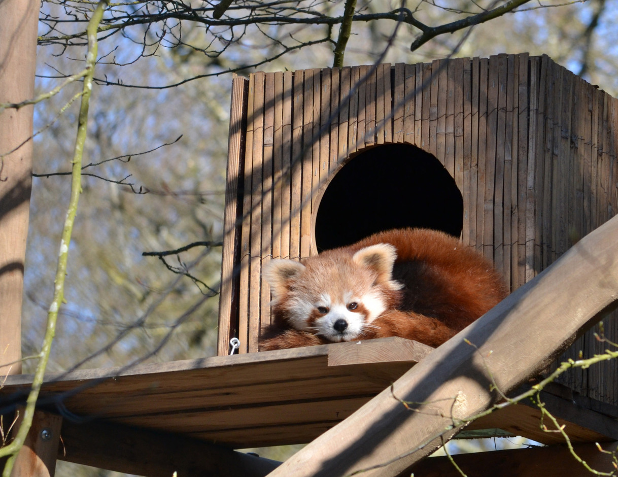 Mais le Parc Merveilleux abrite aussi 200 animaux en provenance des cinq continents, comme ce panda roux (Photo: Parc Merveilleux)