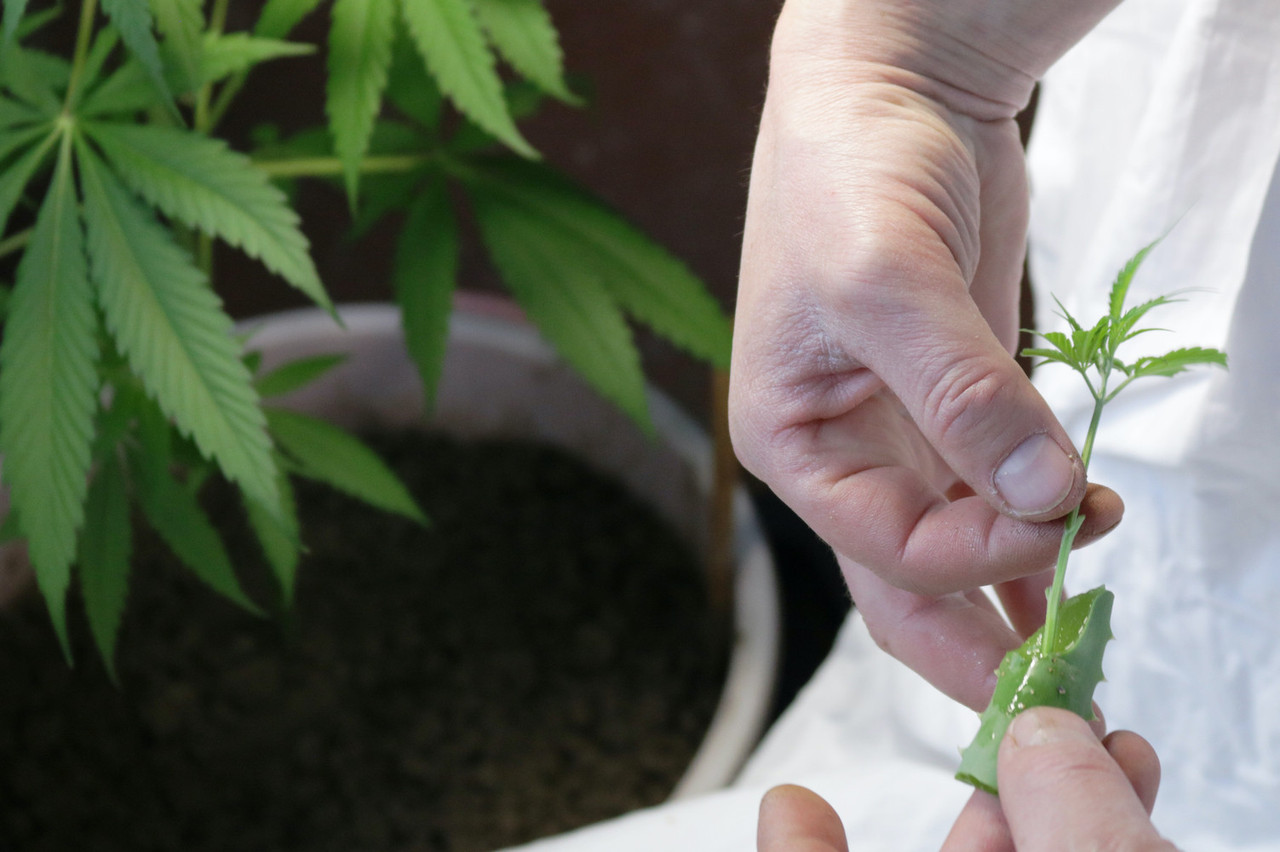 Under the plans presented by the government on Wednesday, adults will be able to grow four cannabis plants from seeds at their home Photo: Shutterstock