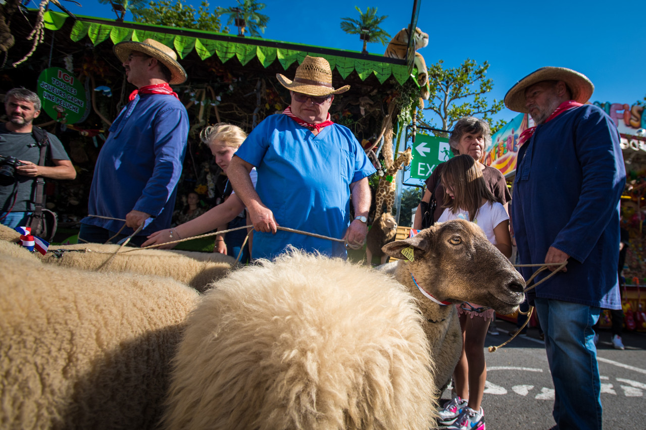 La marche des moutons (Hämmelsmarsch) à l’ouverture de la Schueberfouer est une tradition inscrite au patrimoine immatériel du Luxembourg. (Photo: Nader Ghavami/Archives)