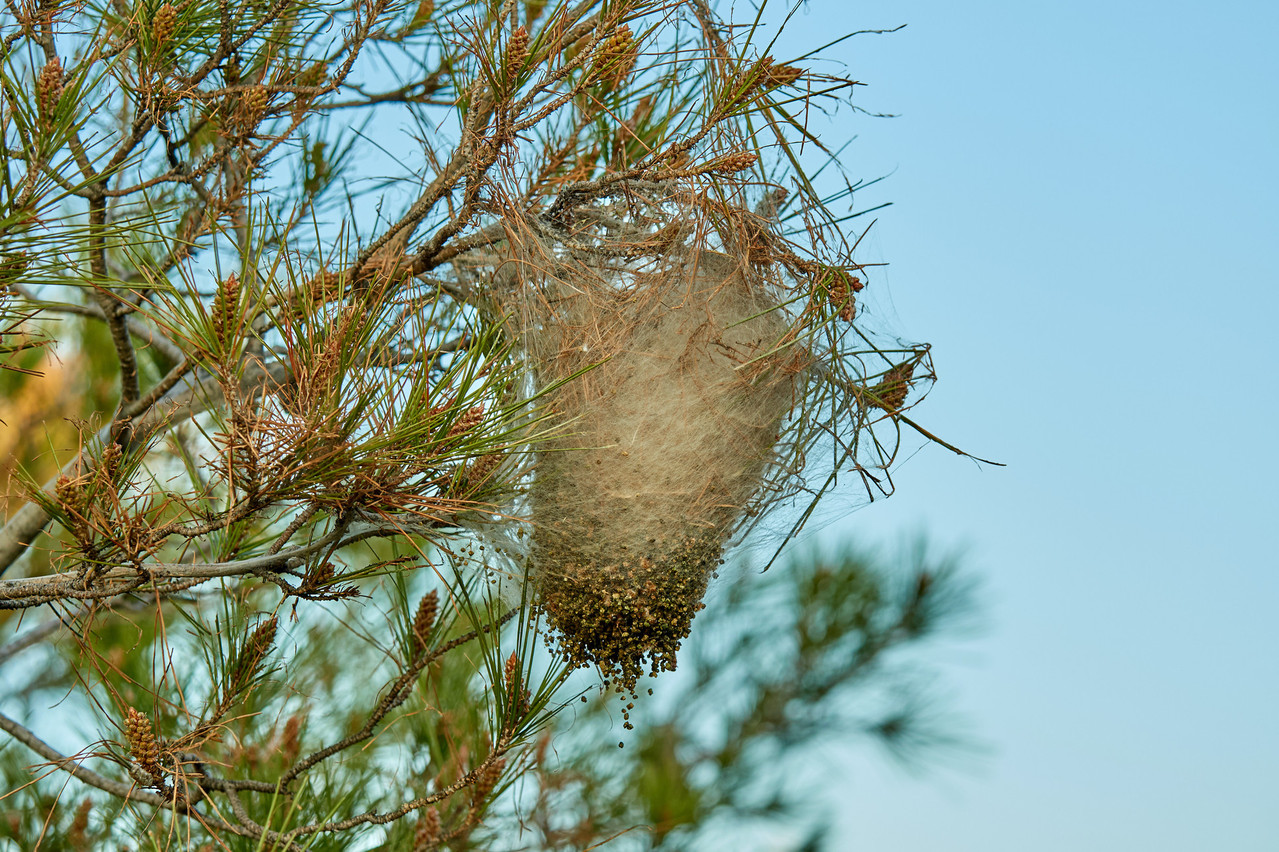 Si la chenille devenant papillon quitte le nid début juillet, elle y laisse ses poils qui demeurent dangereux au moins une année (Photo: Shutterstock)