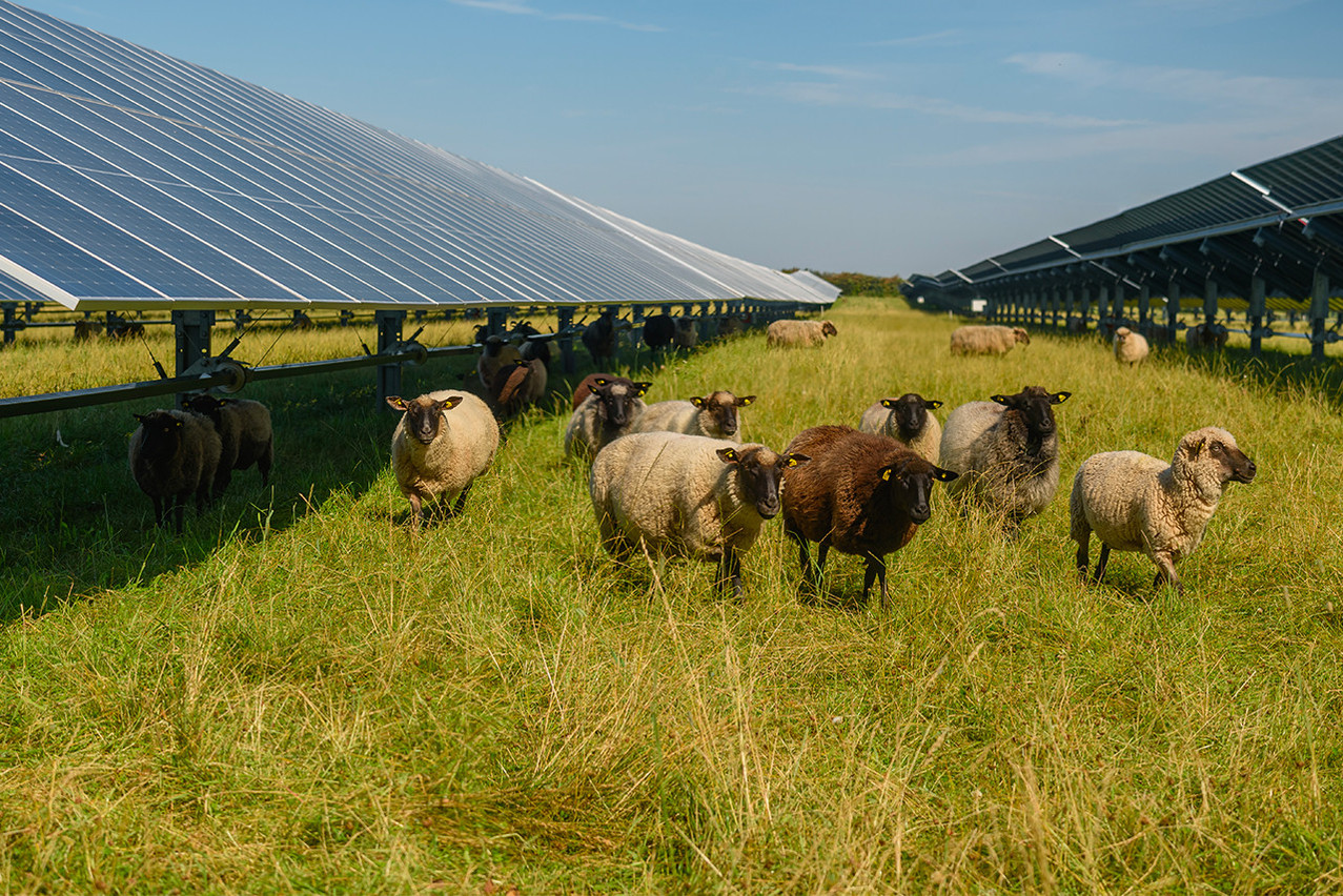 Agrivoltaics consists of combining photovoltaic production with the installation of panels on the same plot of land, with agricultural practices such as grazing or cultivation. The first project of this type was inaugurated in Kehlen at the end of 2024. Photo: Shutterstock