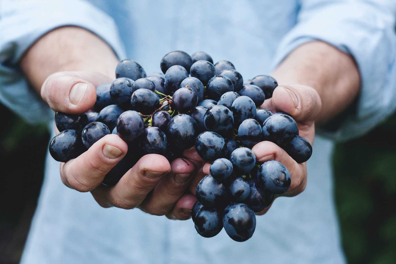 Vintners and towns across Luxembourg’s Moselle valley host several events around the grape harvest. Photo: Maja Petric/Unsplash