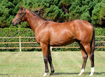 Le fonds Phoenix Thoroughbreds a investi 800.000 euros pour acquérir le fils du super-champion Galileo. (Photo: Catalogue Arquana.com)