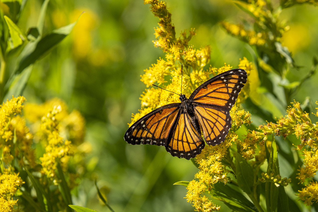 Une espèce d’abeille et de papillon sur dix est au bord de l’extinction, selon l’Union internationale pour la conservation de la nature. (Photo: Irwin Seidman)