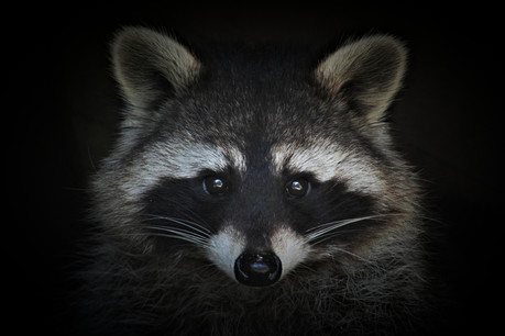 Comme le veut la légende du raton laveur, le virus Raccoon est capable de voler toutes les informations sur 24 browsers et une soixantaine d’applications. (Photo: Shutterstock)