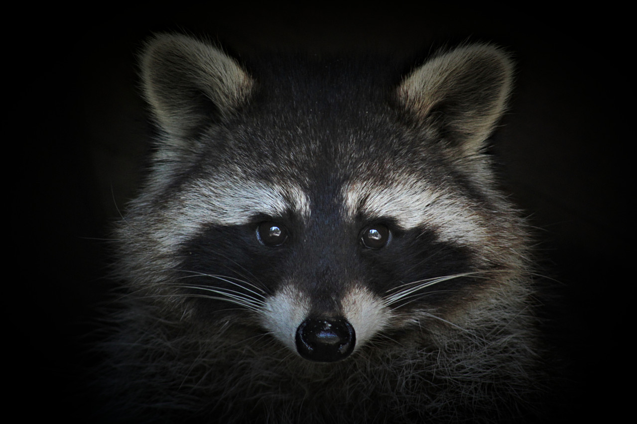 Comme le veut la légende du raton laveur, le virus Raccoon est capable de voler toutes les informations sur 24 browsers et une soixantaine d’applications. (Photo: Shutterstock)