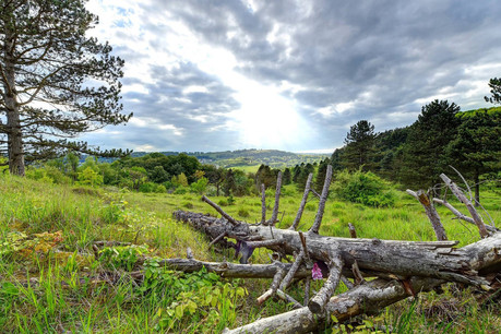 La colline de l’Aarnescht est une réserve naturelle où poussent de nombreuses orchidées sauvages. (Photo: Uli Fielitz)