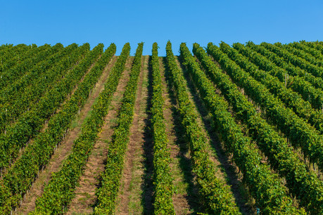 Quel sera le meilleur Rivaner? Luxembourg le saura le 24 octobre lors du «Rivaner Uncorked»… (Photo: Matic Zorman)