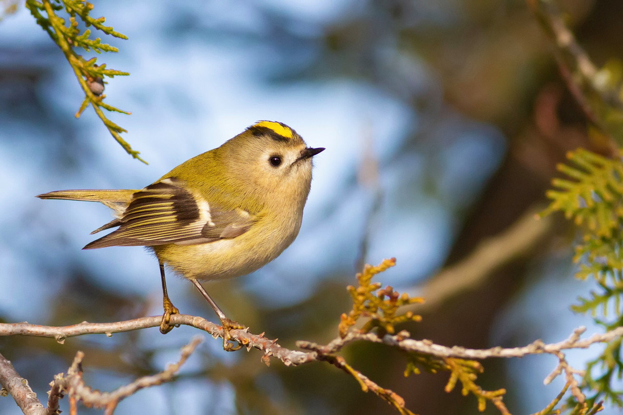 “Rivers and birds” was one of the possible themes chosen by the governing council of the European Central Bank for future euro banknotes, the ECB announced on 30 November 2023. Pictured is the goldcrest (Regulus regulus), the smallest bird in Europe. Photo: Shutterstock